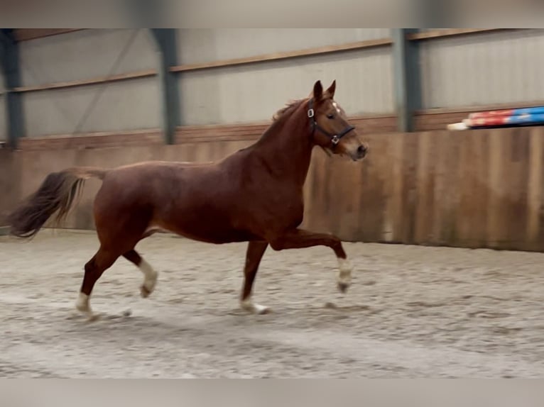 KWPN Mare 5 years 16,1 hh Chestnut-Red in Zieuwent