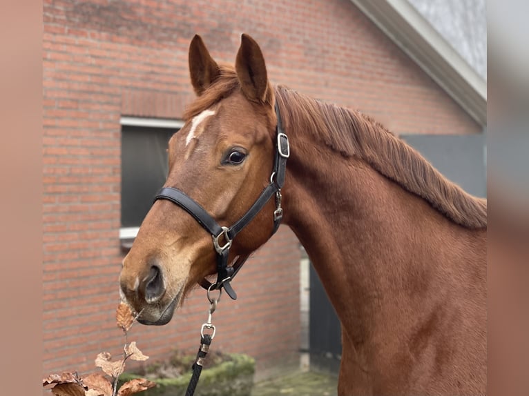 KWPN Mare 5 years 16,1 hh Chestnut-Red in Zieuwent