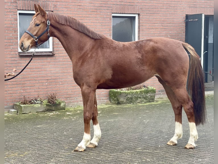 KWPN Mare 5 years 16,1 hh Chestnut-Red in Zieuwent