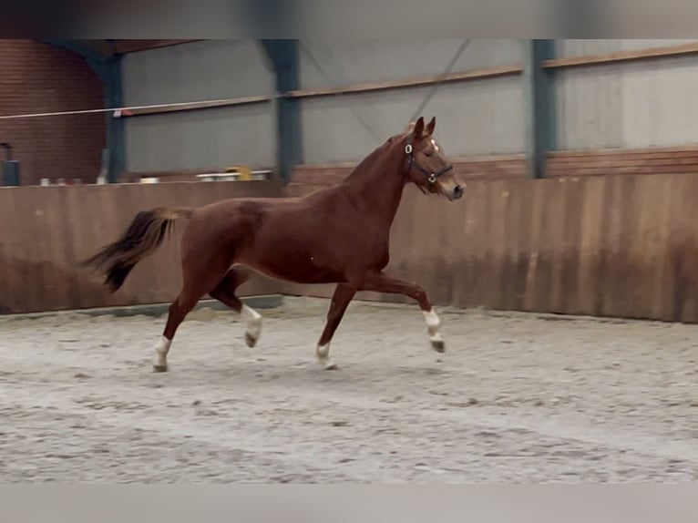 KWPN Mare 5 years 16,1 hh Chestnut-Red in Zieuwent