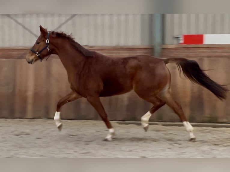 KWPN Mare 5 years 16,1 hh Chestnut-Red in Zieuwent