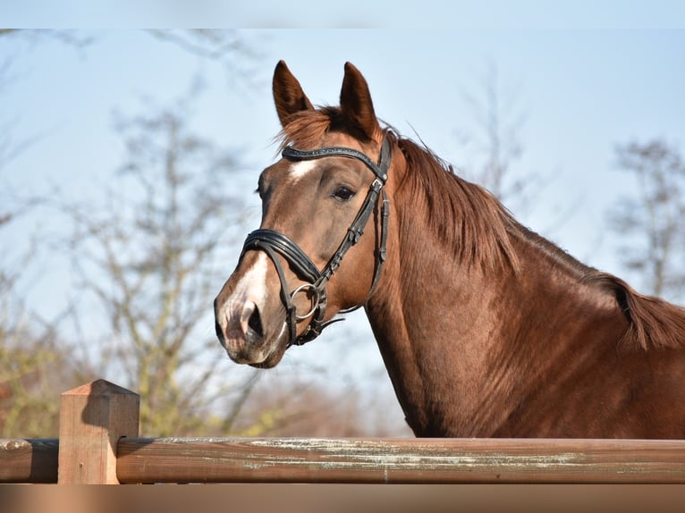 KWPN Mare 5 years 16.1 hh Chestnut-Red in Garyp