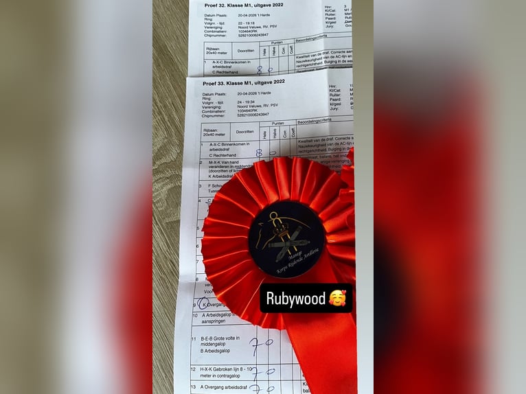 KWPN Mare 5 years 16.1 hh Chestnut-Red in Swifterbant