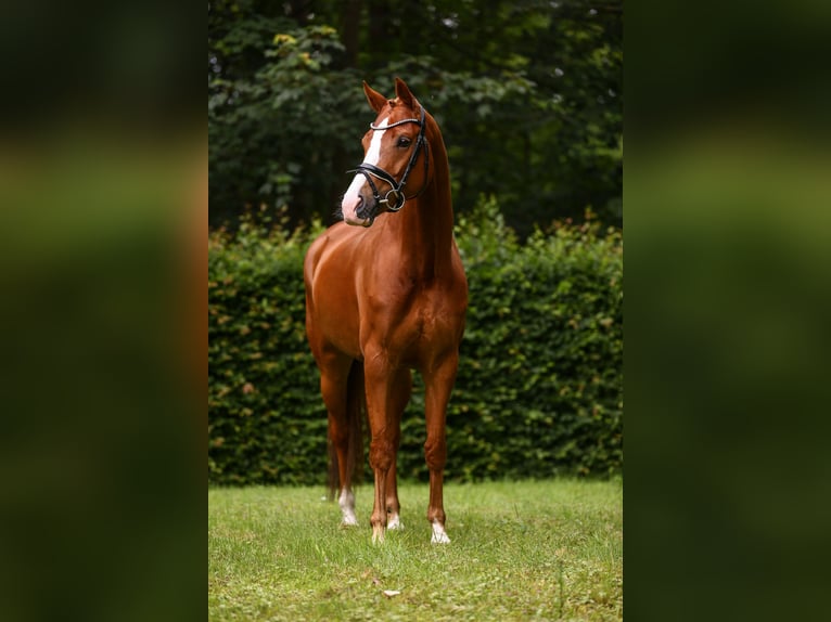 KWPN Mare 5 years 16,1 hh Chestnut-Red in Hamburg