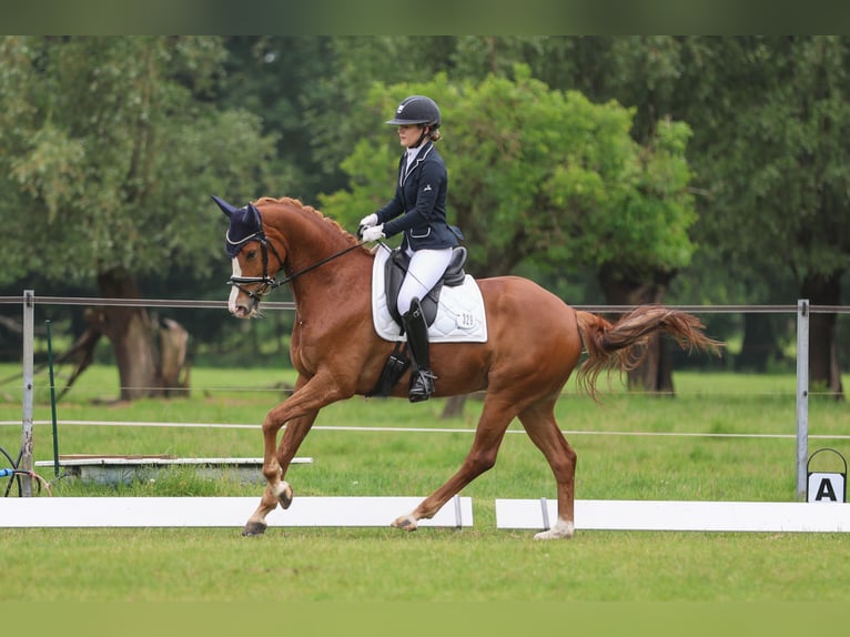 KWPN Mare 5 years 16,1 hh Chestnut-Red in Hamburg