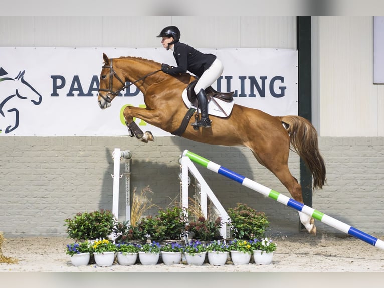 KWPN Mare 5 years 16,1 hh Chestnut-Red in Heerde