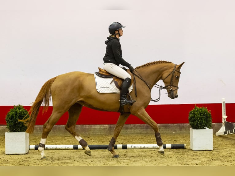 KWPN Mare 5 years 16,1 hh Chestnut-Red in Waddinxveen