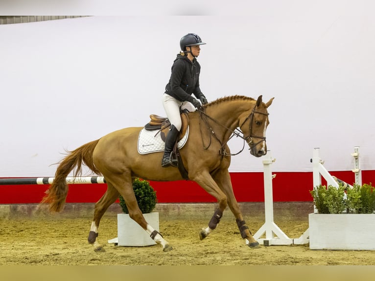 KWPN Mare 5 years 16,1 hh Chestnut-Red in Waddinxveen