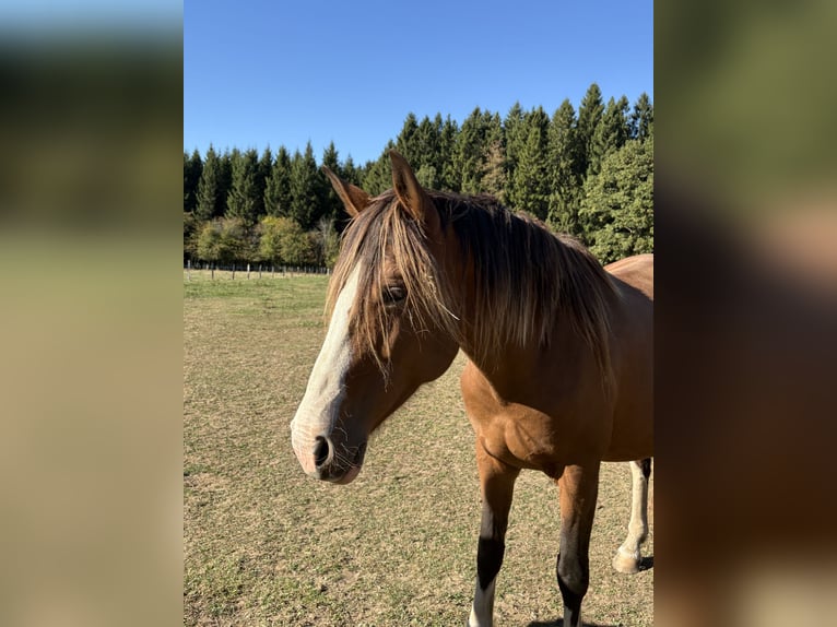 KWPN Mare 5 years 16.1 hh  in Bastogne