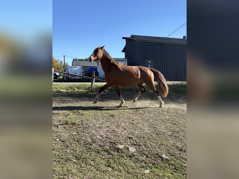 KWPN Mare 5 years 16.1 hh  in Bastogne