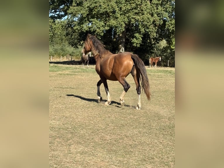 KWPN Mare 5 years 16.1 hh  in Bastogne