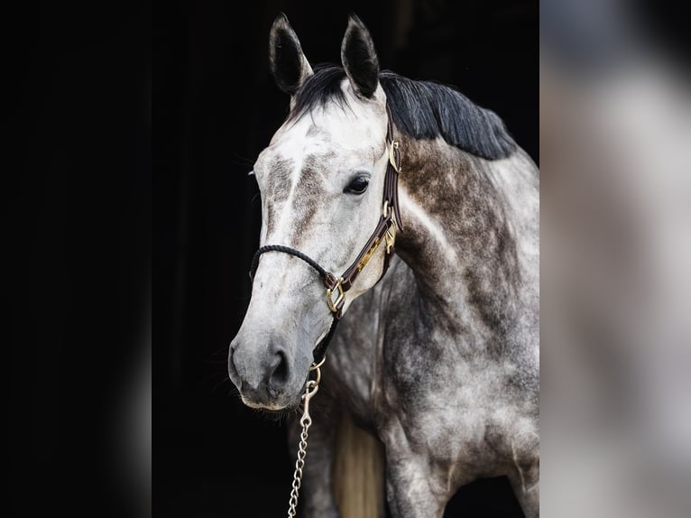 KWPN Mare 5 years 16,1 hh Gray in Ostroróg