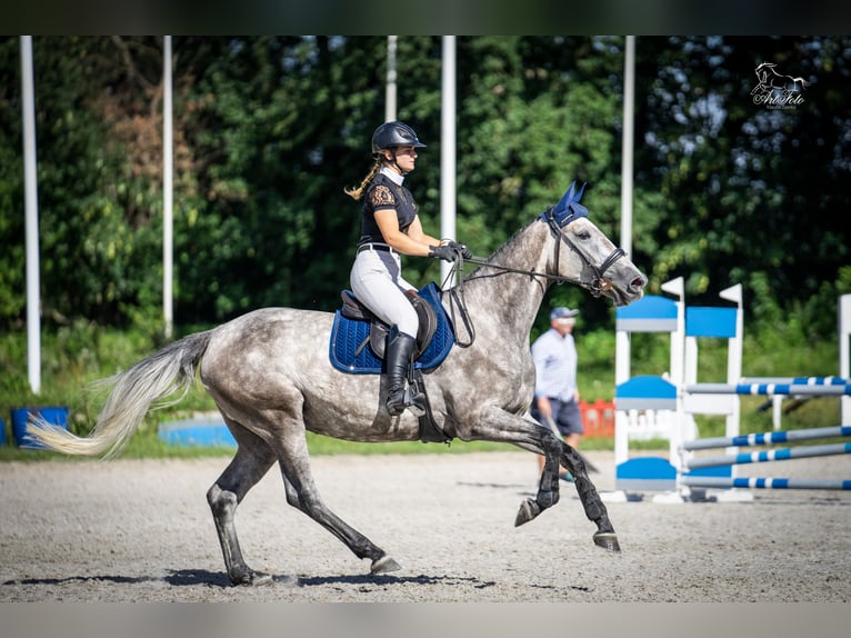 KWPN Mare 5 years 16,1 hh Gray in Ostroróg