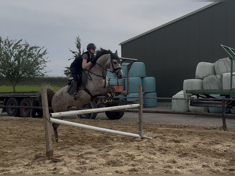 KWPN Mare 5 years 16.1 hh Grey in Niederkrüchten