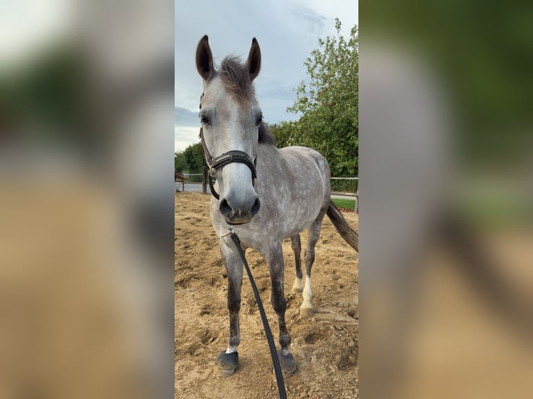 KWPN Mare 5 years 16.1 hh Grey in Niederkrüchten