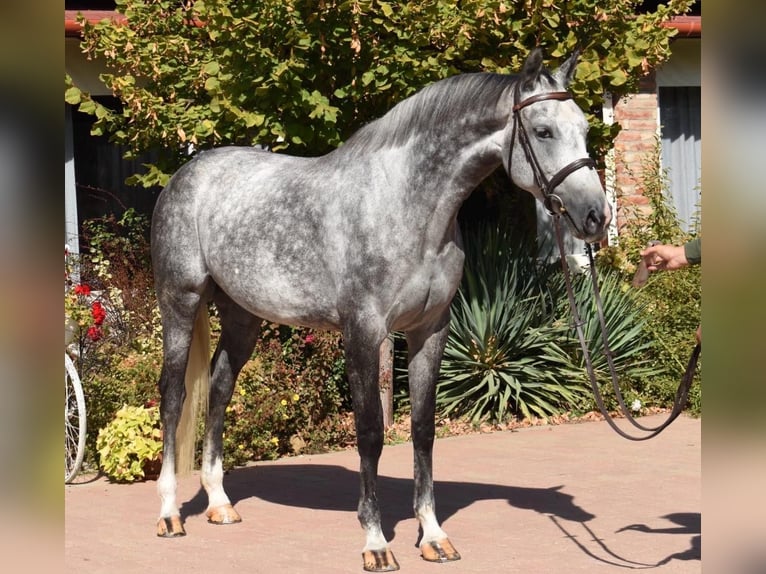 KWPN Mare 5 years 16.1 hh Grey in Murska Soboda