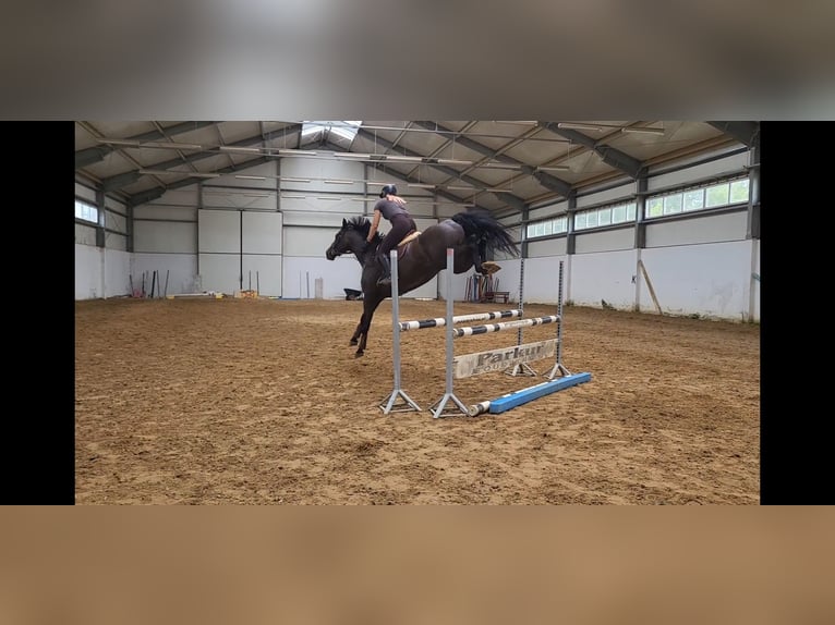 KWPN Mare 5 years 16,1 hh Smoky-Black in Siedleczek