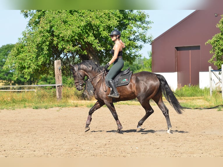 KWPN Mare 5 years 16,1 hh Smoky-Black in Siedleczek