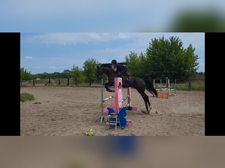 KWPN Mare 5 years 16,1 hh Smoky-Black in Siedleczek