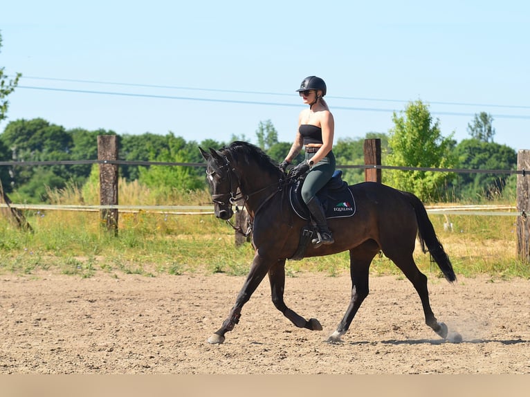 KWPN Mare 5 years 16,1 hh Smoky-Black in Siedleczek