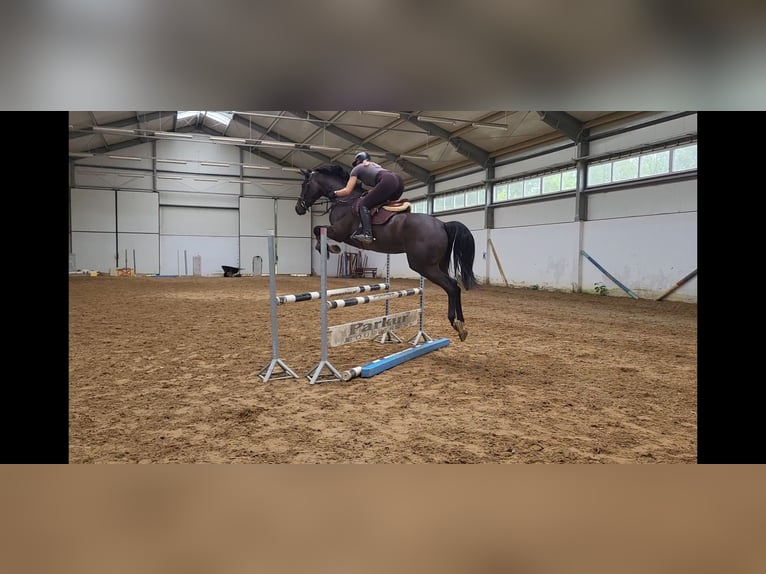 KWPN Mare 5 years 16,1 hh Smoky-Black in Siedleczek