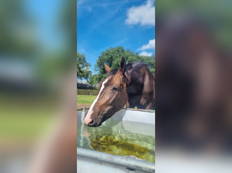 KWPN Mare 5 years 16.2 hh Bay-Dark in Haaksbergen