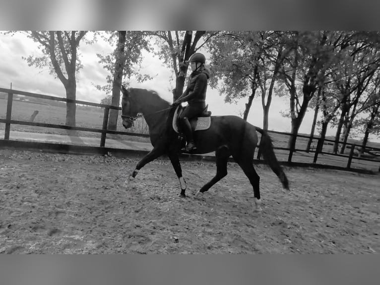 KWPN Mare 5 years 16.2 hh Bay-Dark in Haaksbergen