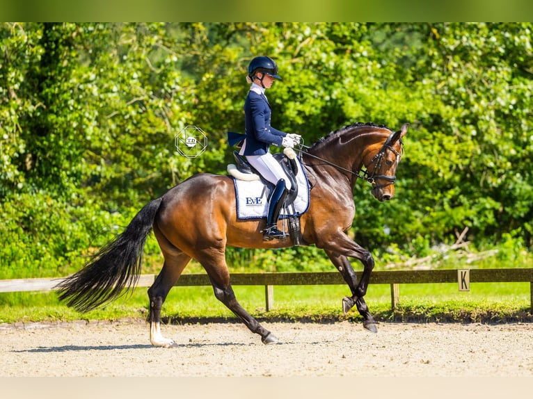 KWPN Mare 5 years 16,2 hh Bay-Dark in Nieuwveen