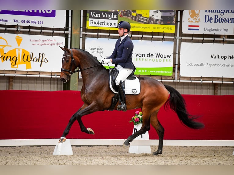 KWPN Mare 5 years 16,2 hh Bay-Dark in Werkendam