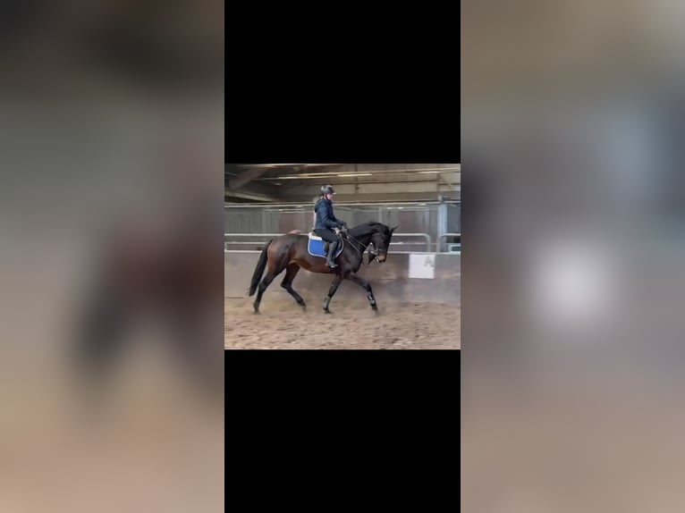 KWPN Mare 5 years 16.2 hh Bay-Dark in Terwolde