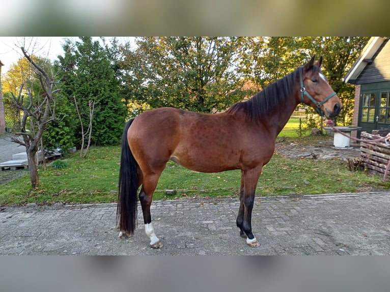 KWPN Mare 5 years 16,2 hh Brown in Hilvarenbeek