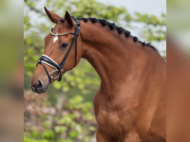 KWPN Mare 5 years 16,2 hh Brown in Goch