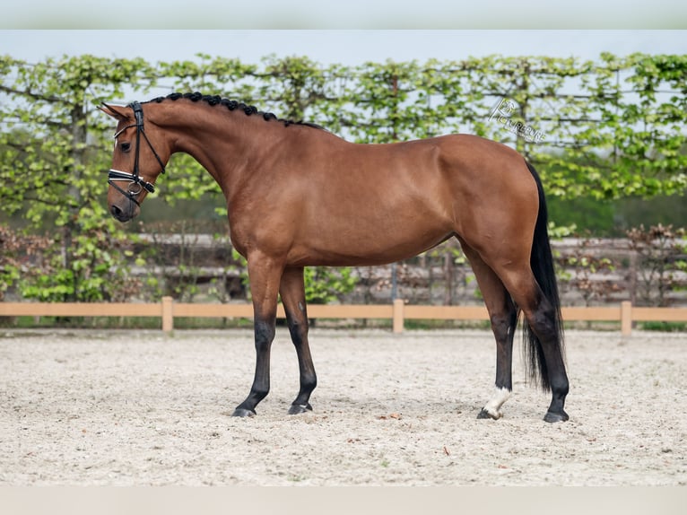 KWPN Mare 5 years 16,2 hh Brown in Goch