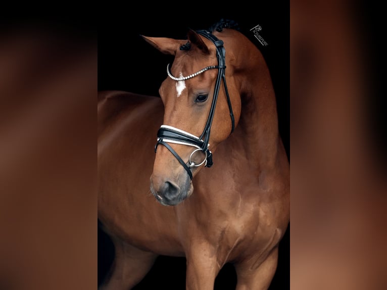 KWPN Mare 5 years 16,2 hh Brown in Goch