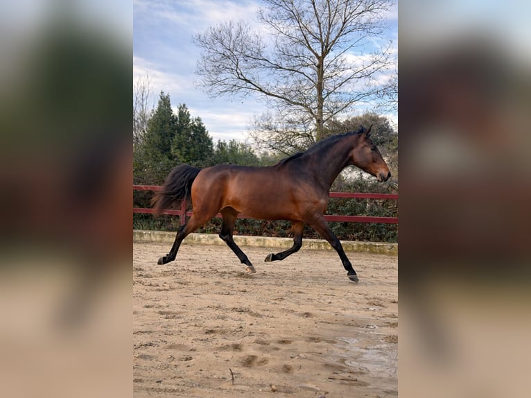KWPN Mare 5 years 16.2 hh Brown in Gard