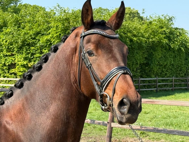 KWPN Mare 5 years 16.2 hh Brown in Kronenberg