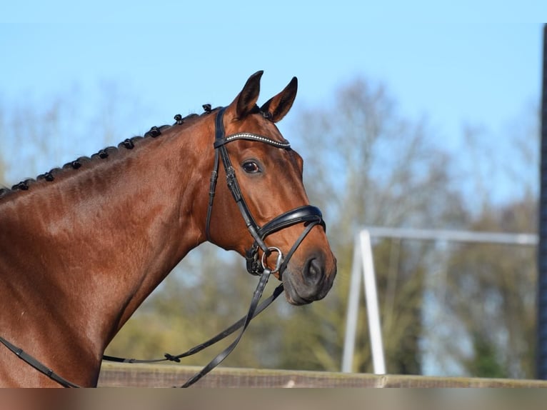 KWPN Mare 5 years 16.2 hh Brown in Sprang-Capelle