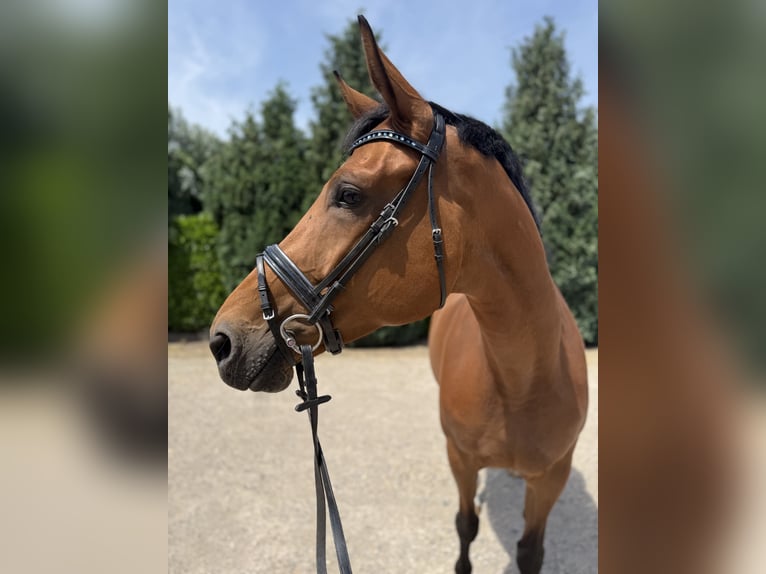 KWPN Mare 5 years 16.2 hh Brown in Oud Gastel