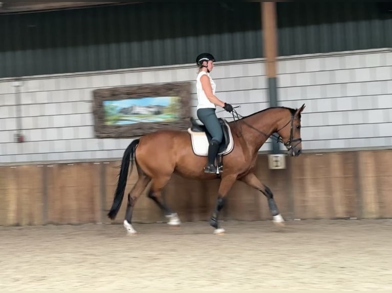 KWPN Mare 5 years 16.2 hh Brown in Oud Gastel