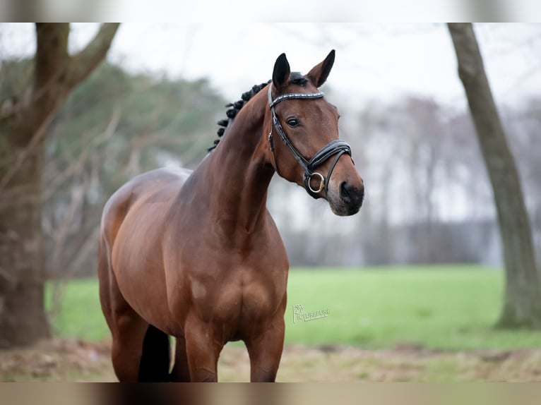 KWPN Mare 5 years 16.2 hh Brown-Light in Peer