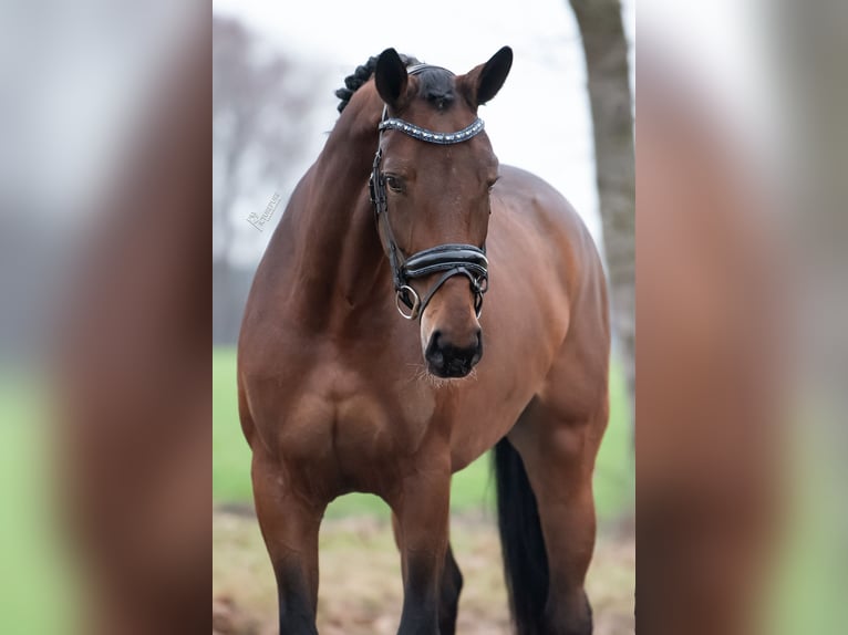 KWPN Mare 5 years 16.2 hh Brown-Light in Peer
