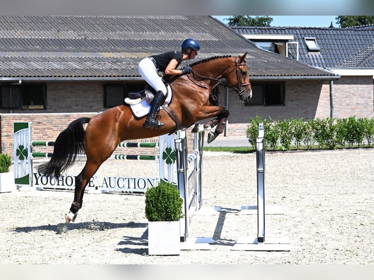 KWPN Mare 5 years 16.2 hh Brown in Waddinxveen