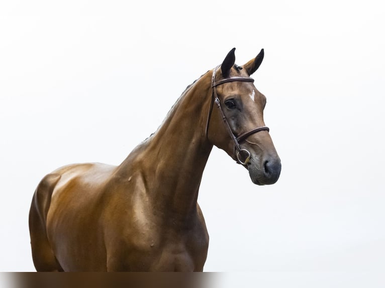KWPN Mare 5 years 16.2 hh Brown in Waddinxveen