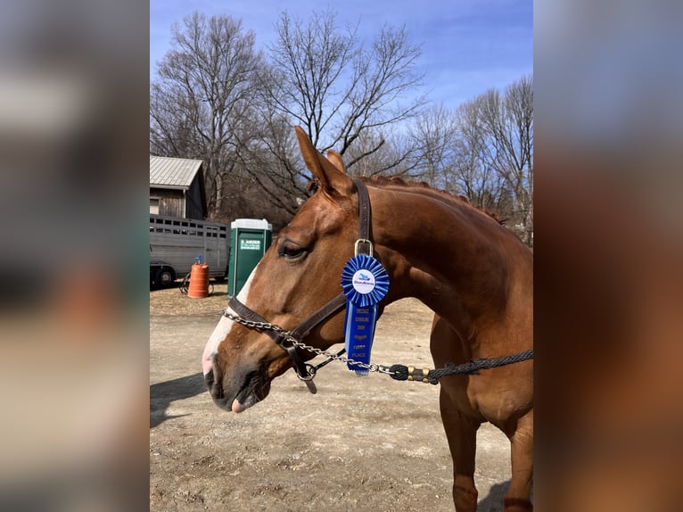 KWPN Mare 5 years 16,2 hh Chestnut in Swedesboro, NJ