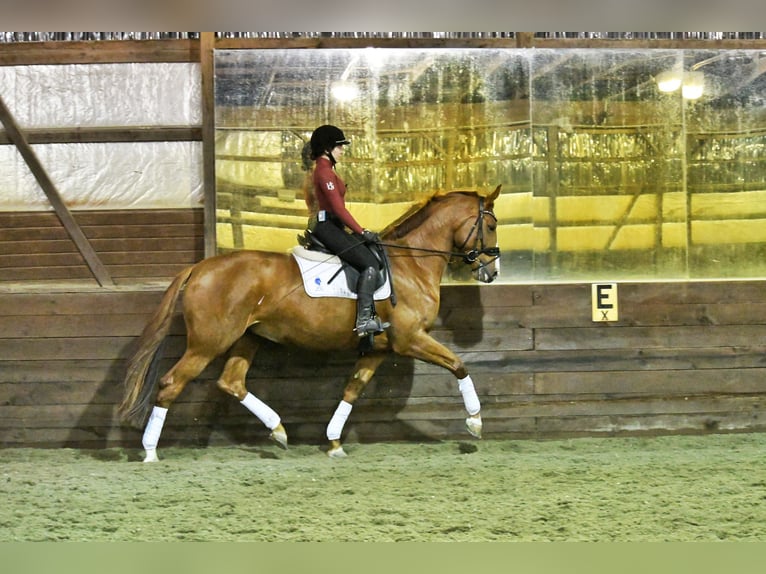 KWPN Mare 5 years 16,2 hh Chestnut in Swedesboro, NJ