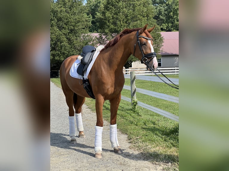 KWPN Mare 5 years 16,2 hh Chestnut in Swedesboro, NJ