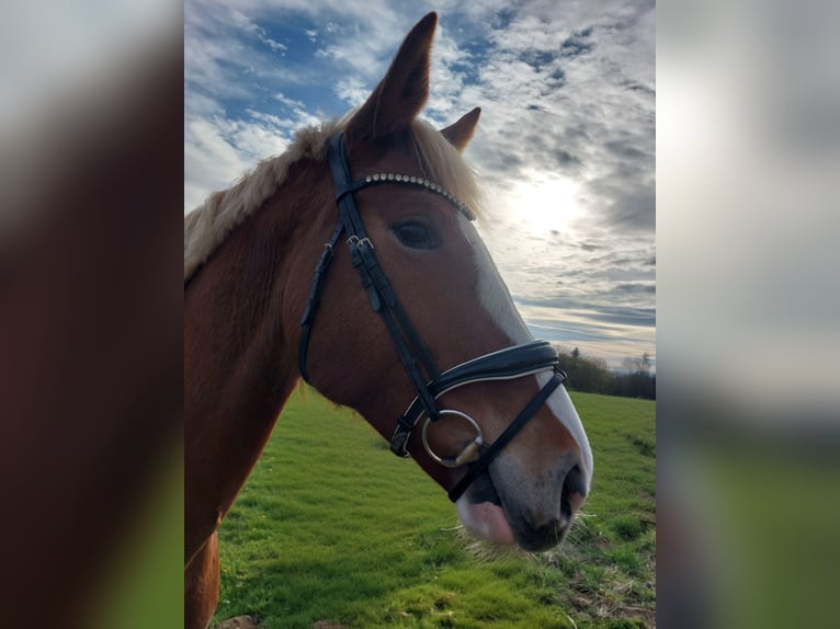 KWPN Mare 5 years 16.2 hh Chestnut-Red in Nidderau