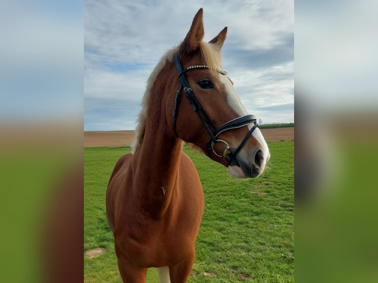 KWPN Mare 5 years 16.2 hh Chestnut-Red in Nidderau