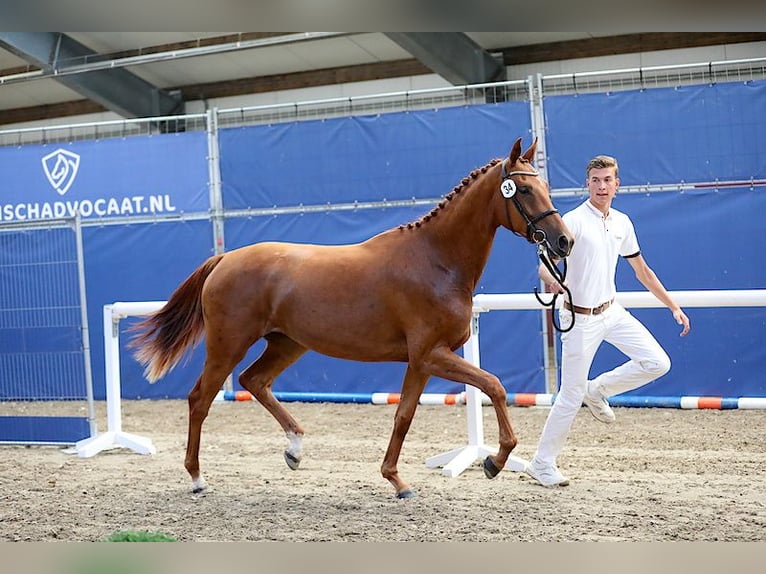 KWPN Mare 5 years 16,2 hh Chestnut-Red in Swifterbant