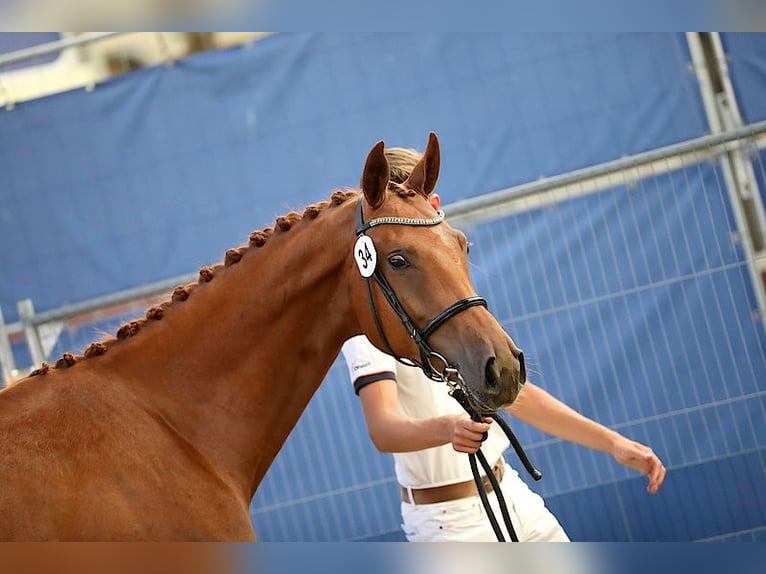 KWPN Mare 5 years 16,2 hh Chestnut-Red in Swifterbant
